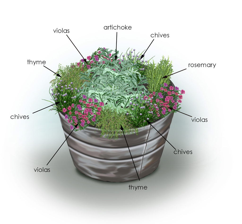 Herb & Vegetable Plant Combination Ideas For Container Gardens