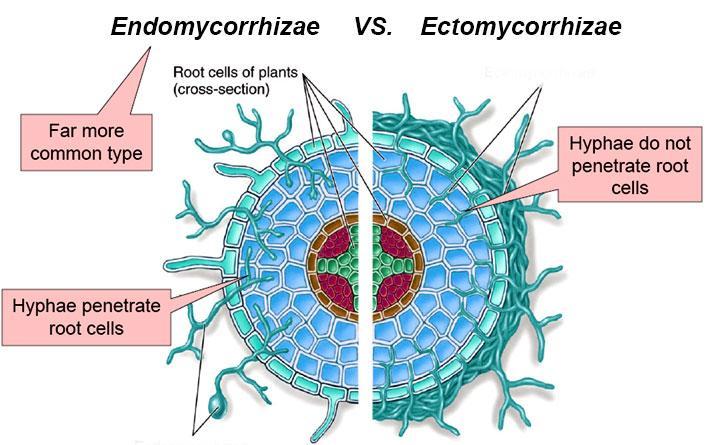 endomycorrhizal