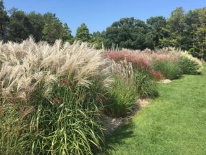 Fall blooming perennials and annuals